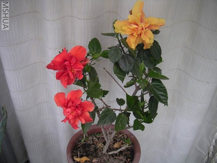 ������С PICT0001.JPG