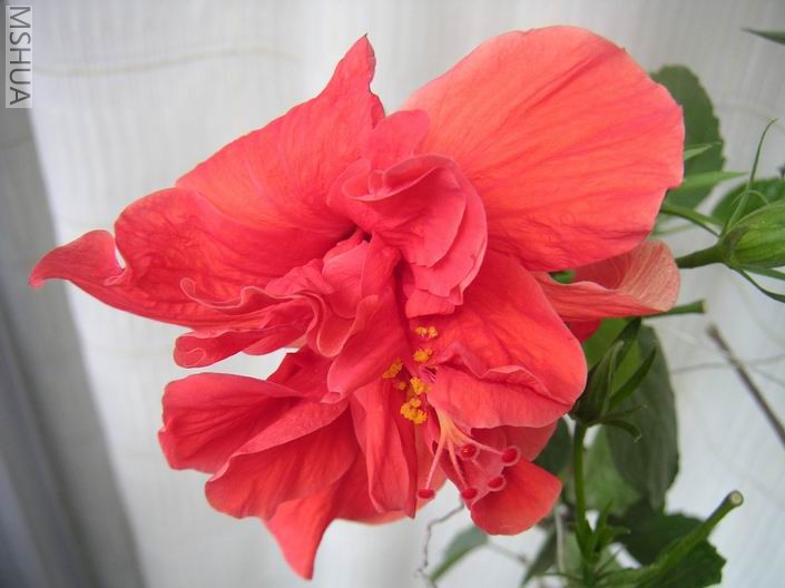 ������С PICT0003.JPG