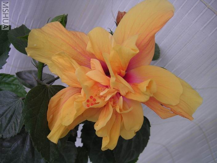 ������С PICT0004.JPG