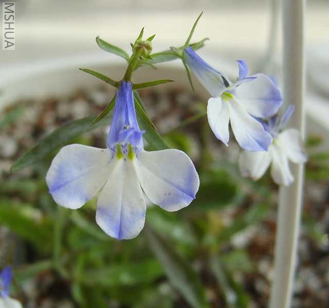 �Ҵ�������������ɫ,����?