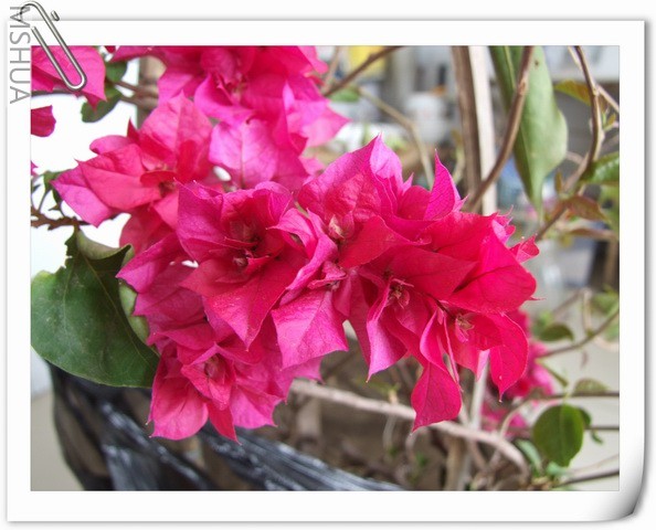 ������С DSCF0101.jpg