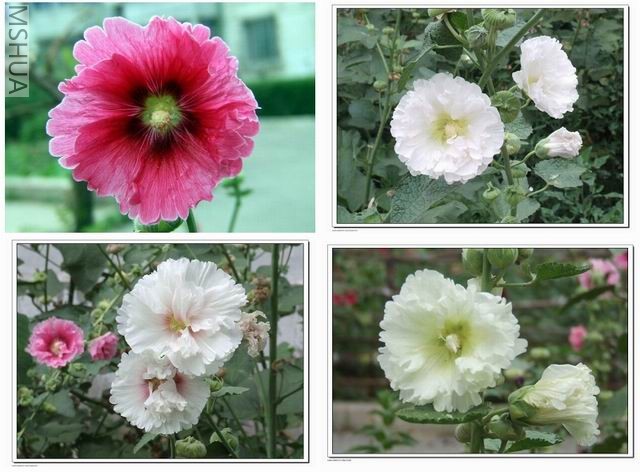 ������С ���2.jpg