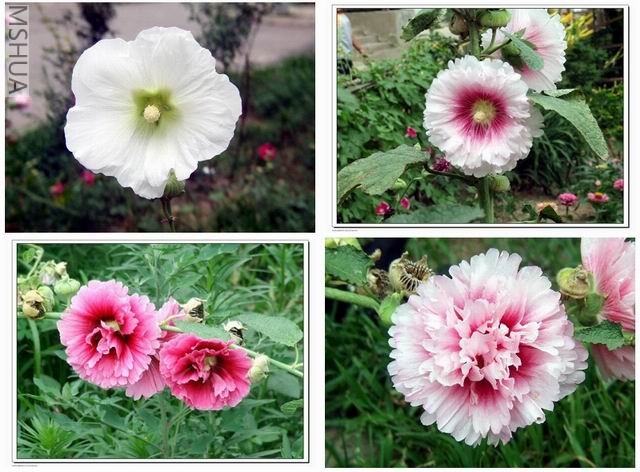 ������С ���3.jpg