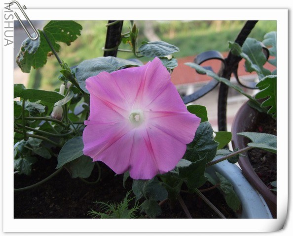 ������С DSCF0095.jpg