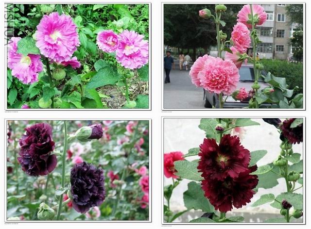 ������С ���1.jpg