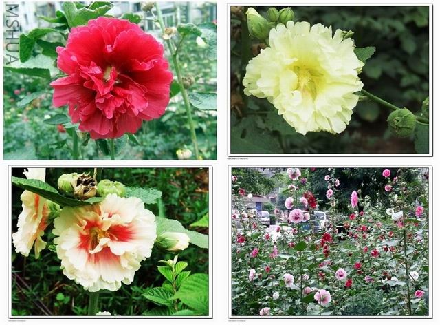 ������С ���4.jpg