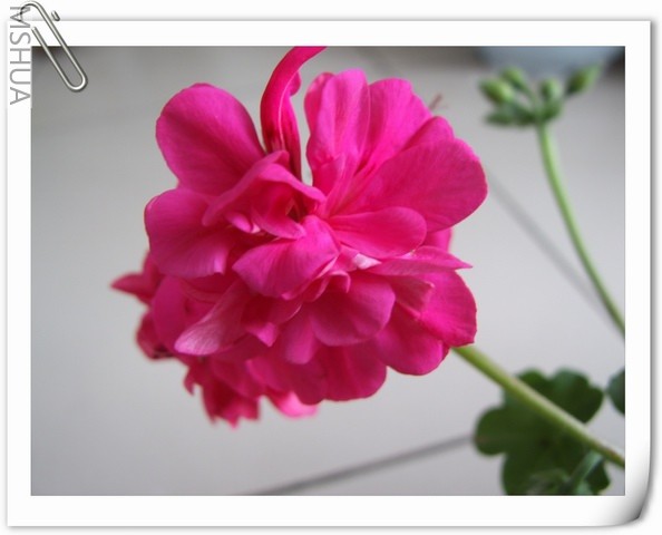 ������С DSCF0099.jpg