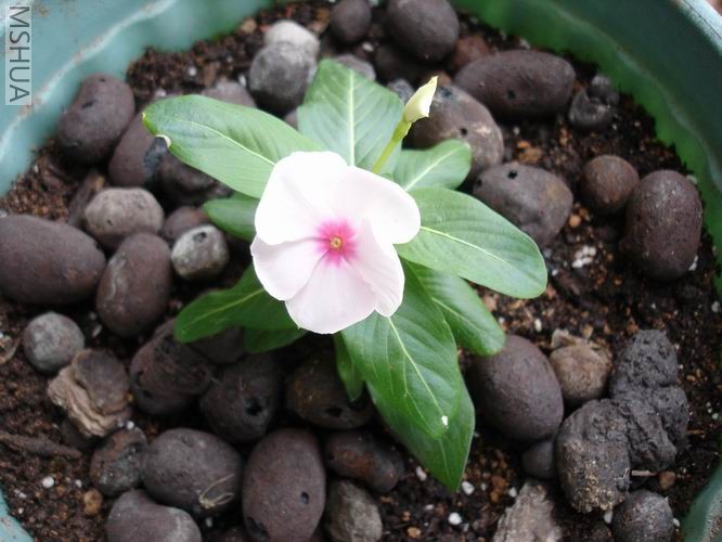 ������С DSC04448.JPG