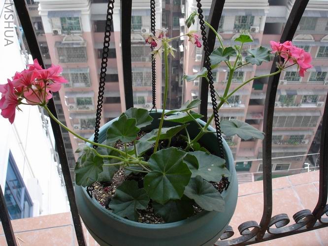 ������С DSC04356.JPG