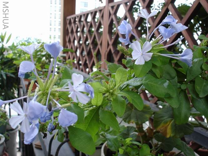 ������С DSC04415.JPG