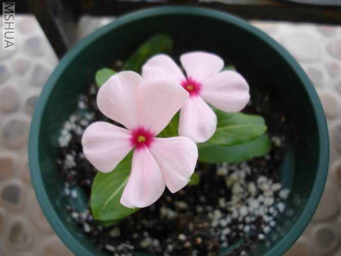 ������С DSC04388.JPG