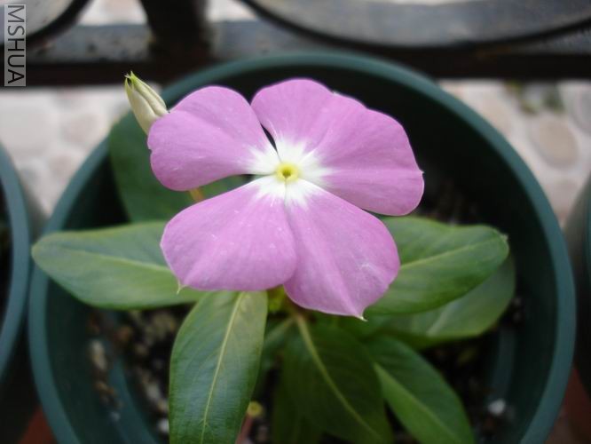 ������С DSC04392.JPG