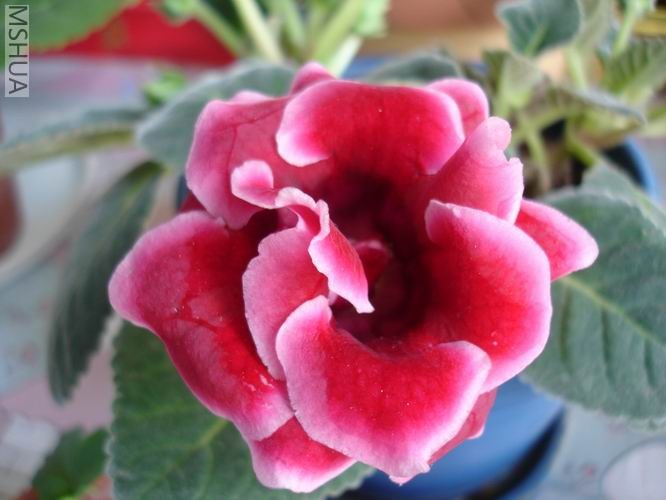 ������С DSC04434.JPG