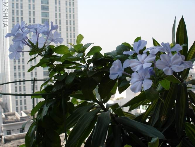 ������С DSC04372.JPG