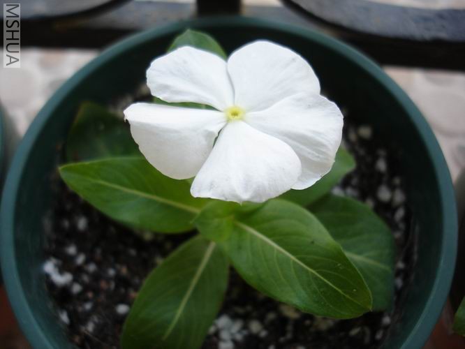 ������С DSC04391.JPG