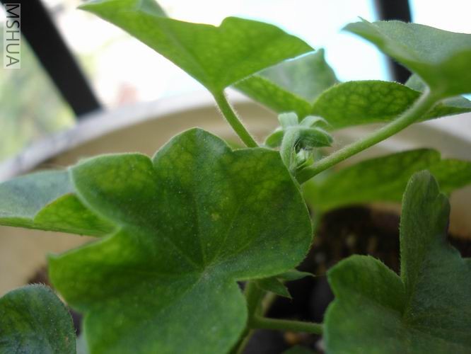 ������С DSC04367.JPG