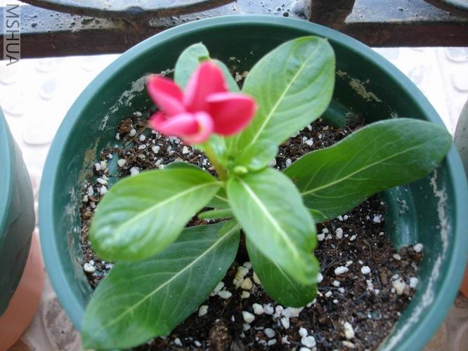 ������С DSC04389.JPG