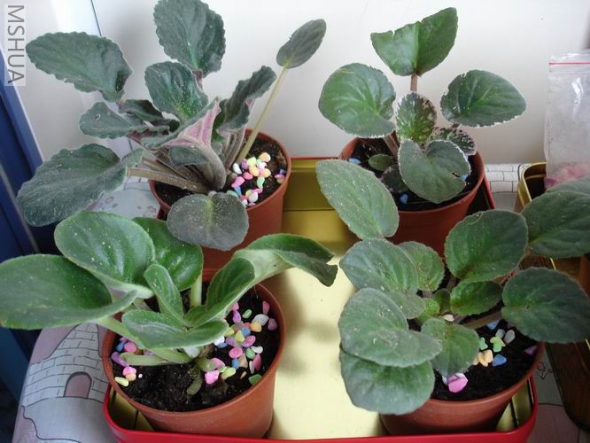 ������С DSC04442.JPG