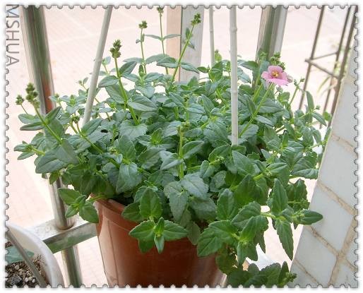 �����ֵ�һС��