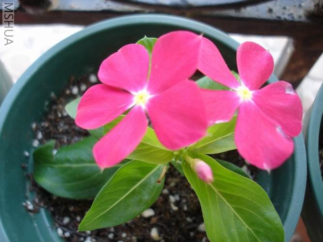 ������С DSC04393.JPG