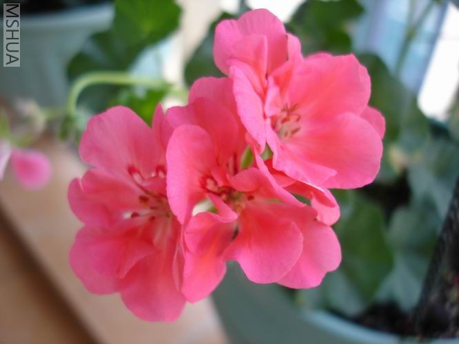 ������С DSC04386.JPG