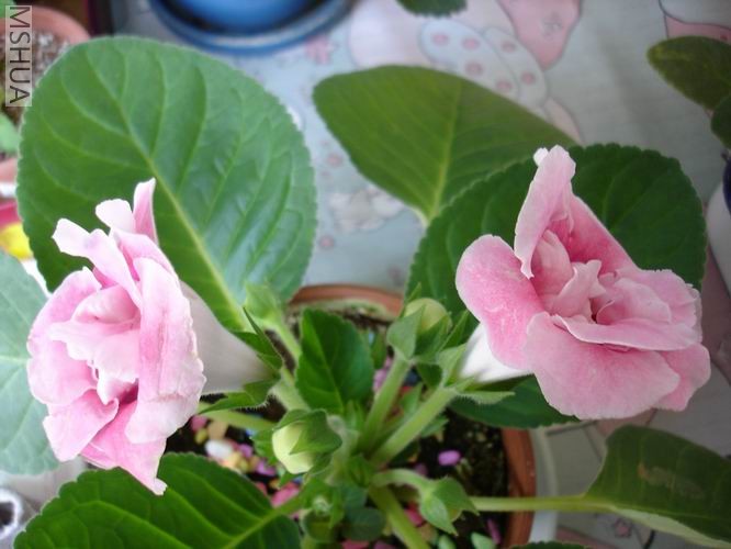 ������С DSC04439.JPG