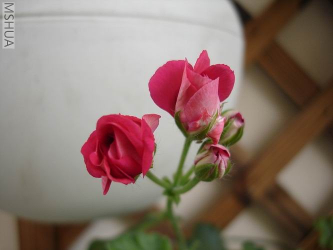 ������С DSC04422.JPG