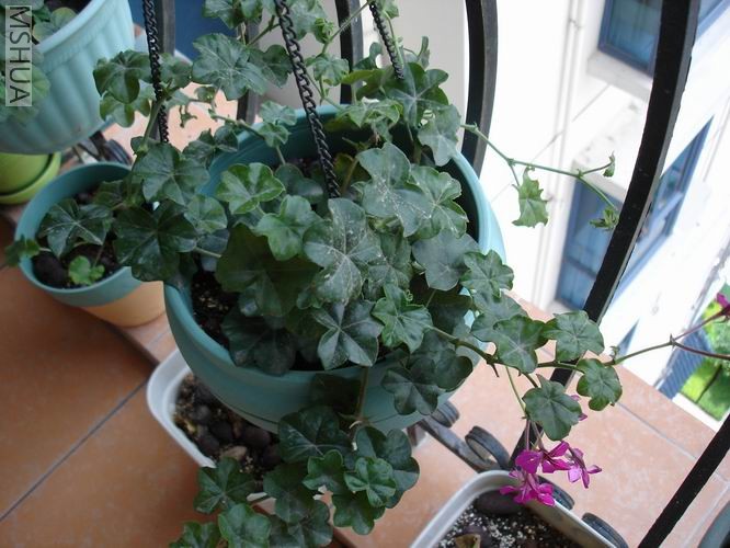 ������С DSC04445.JPG