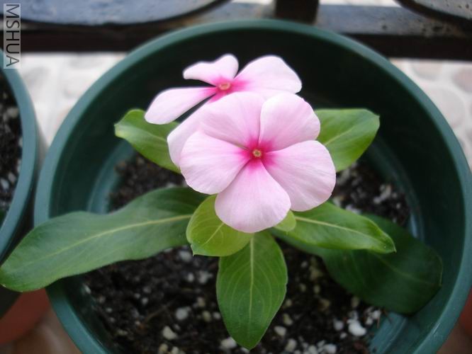 ������С DSC04390.JPG