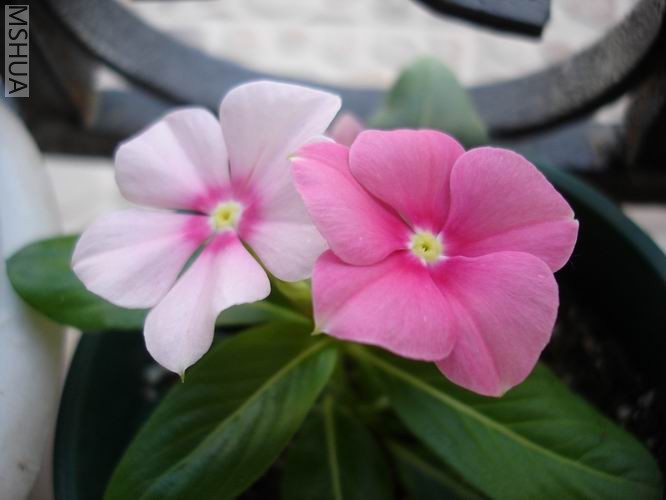 ������С DSC04395.JPG