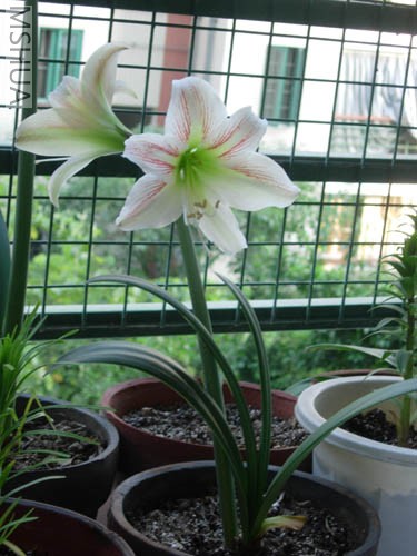 DSCN6293.JPG