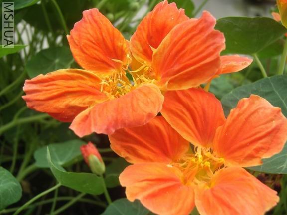 ������С RIMG0010.JPG