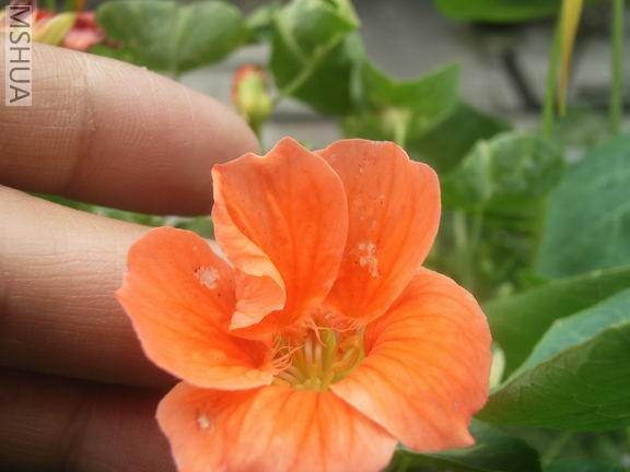 ������С RIMG0011.JPG