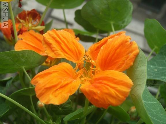 ������С RIMG0009.JPG