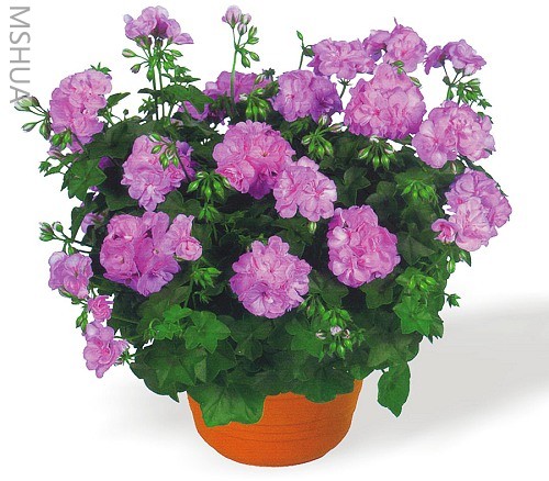 G196-�������봹�������ÿ� Lilly.jpg