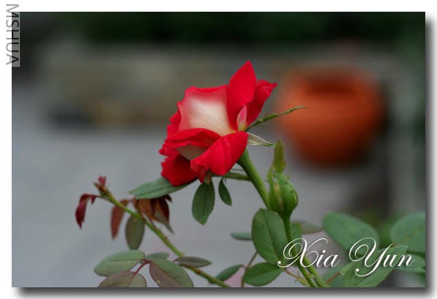 IMG_6494 ��������.jpg