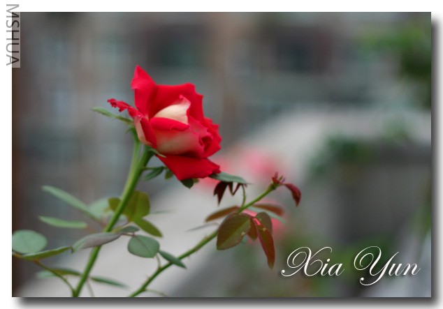 IMG_6482 ��������.jpg