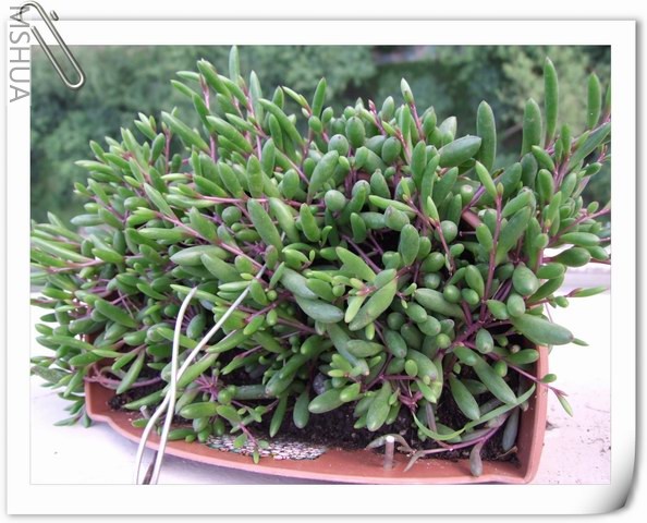 ������С ����.jpg