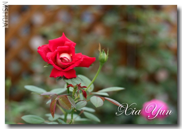 IMG_6483 ��������.jpg