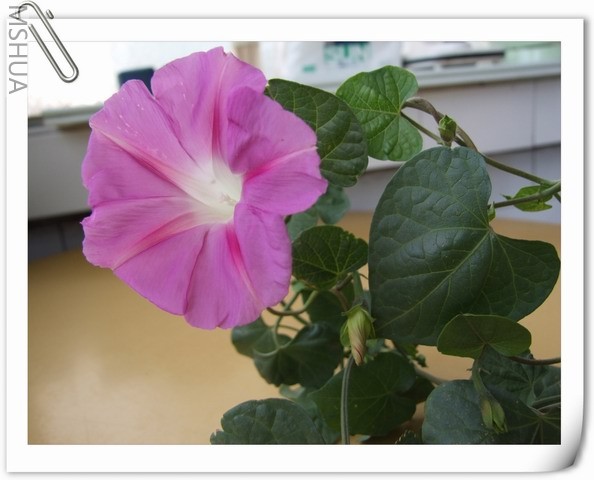 ������С DSCF0010.jpg