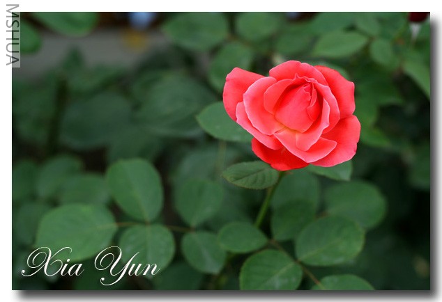 IMG_6478 ��������.JPG