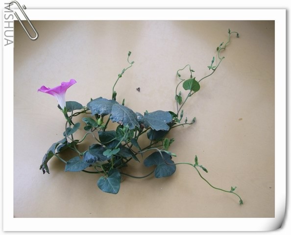 ������С DSCF0003.jpg