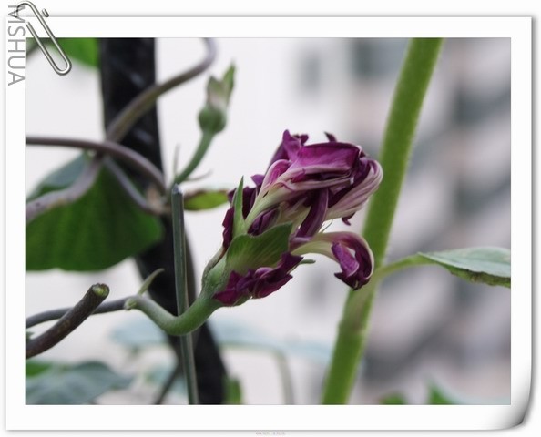 ������С ��ɫ��ţ14.jpg