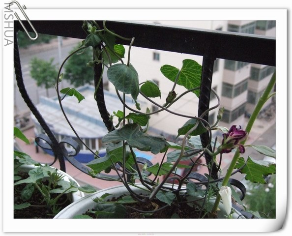 ������С ��ɫ��ţ13.jpg