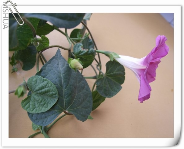 ������С DSCF0009.jpg