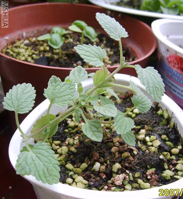 6��4����