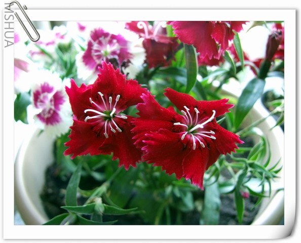 ������С ʯ���1.jpg