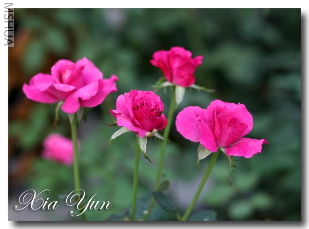 IMG_7096 ��������.JPG