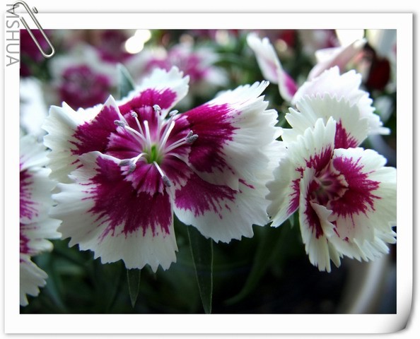 ������С ʯ�����12.jpg