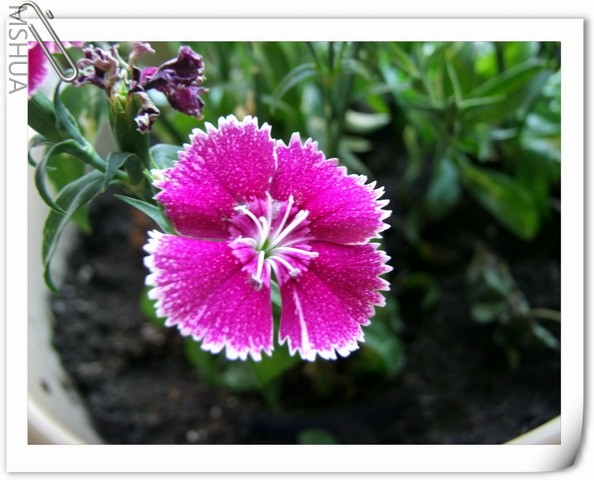 ������С ʯ���1.jpg